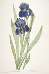 Iris germanica (Bearded Iris)